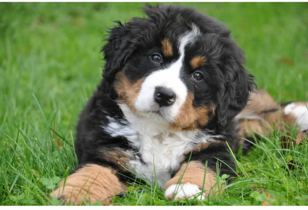 pet ideal para o seu estilo de vida cachorro