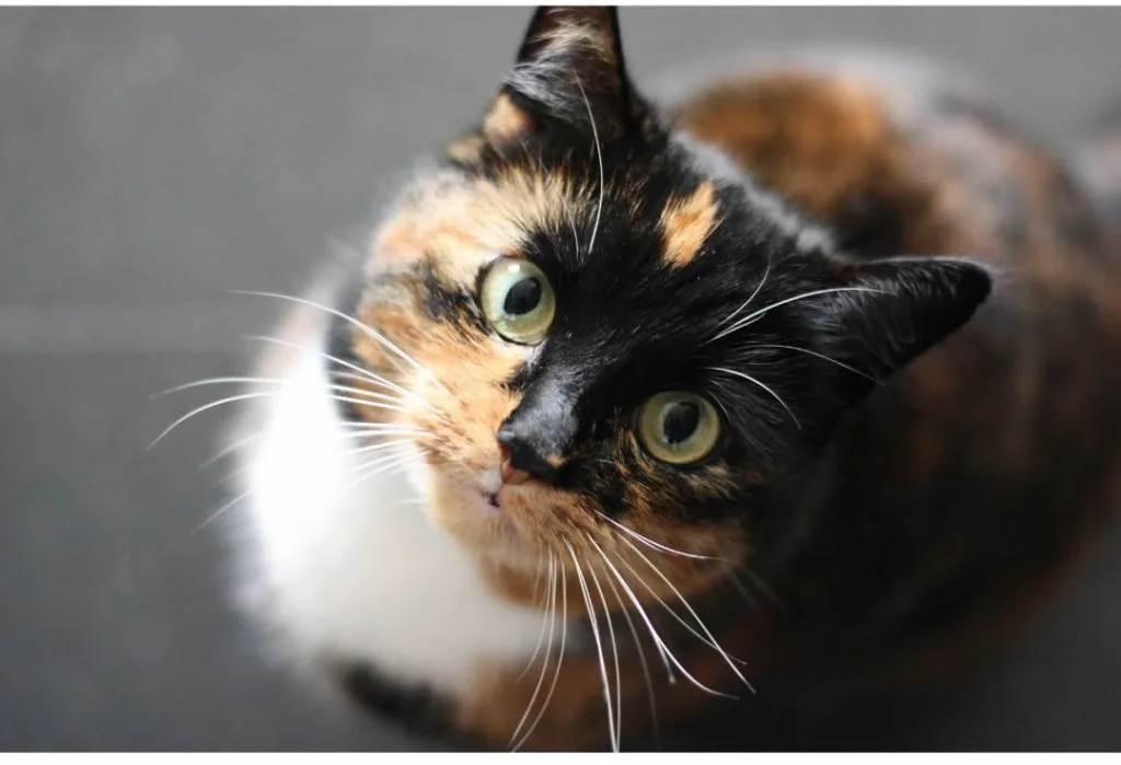 pet ideal para o seu estilo de vida gato