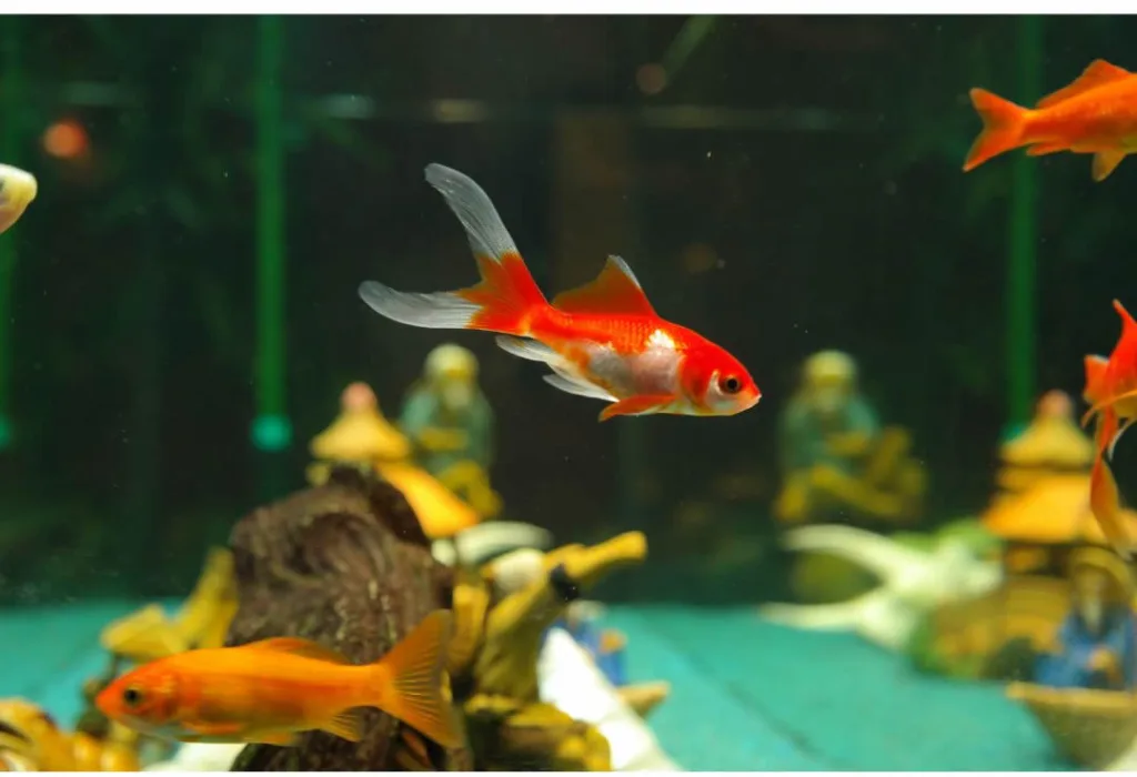 pet ideal para o seu estilo de vida peixes