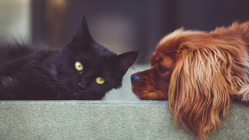 Animais de Estimação, como escolher de acordo com seu estilo de vida